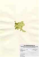 藏品(孔石蓴)的圖片